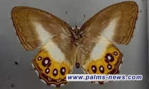 "ساورونا" .. اكتشاف جنس جديد من الفراشات