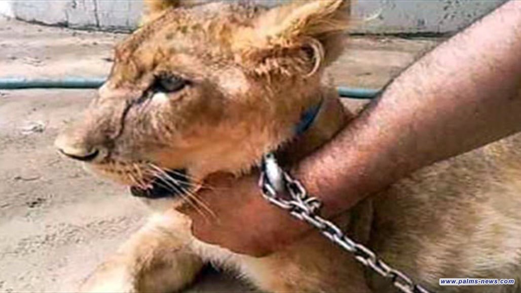 وزارة البيئة تنذر حائزي الحيوانات المفترسة: 10 أيام للتسليم قبل المصادرة