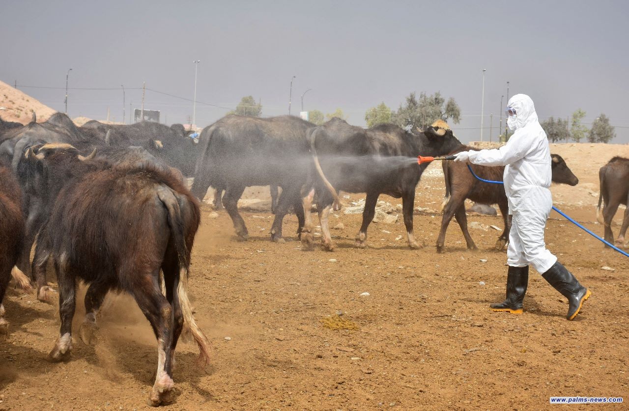 30 حالة اصابة بينها 7 وفيات بالحمى النزفية خلال 4 أشهر في عموم العراق