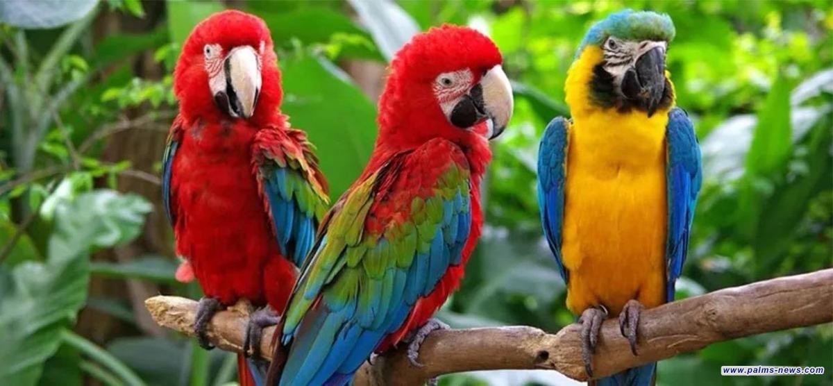 ببغاوات تدمن الشتائم: متنزّه بريطاني يقود مهمة غير تقليدية