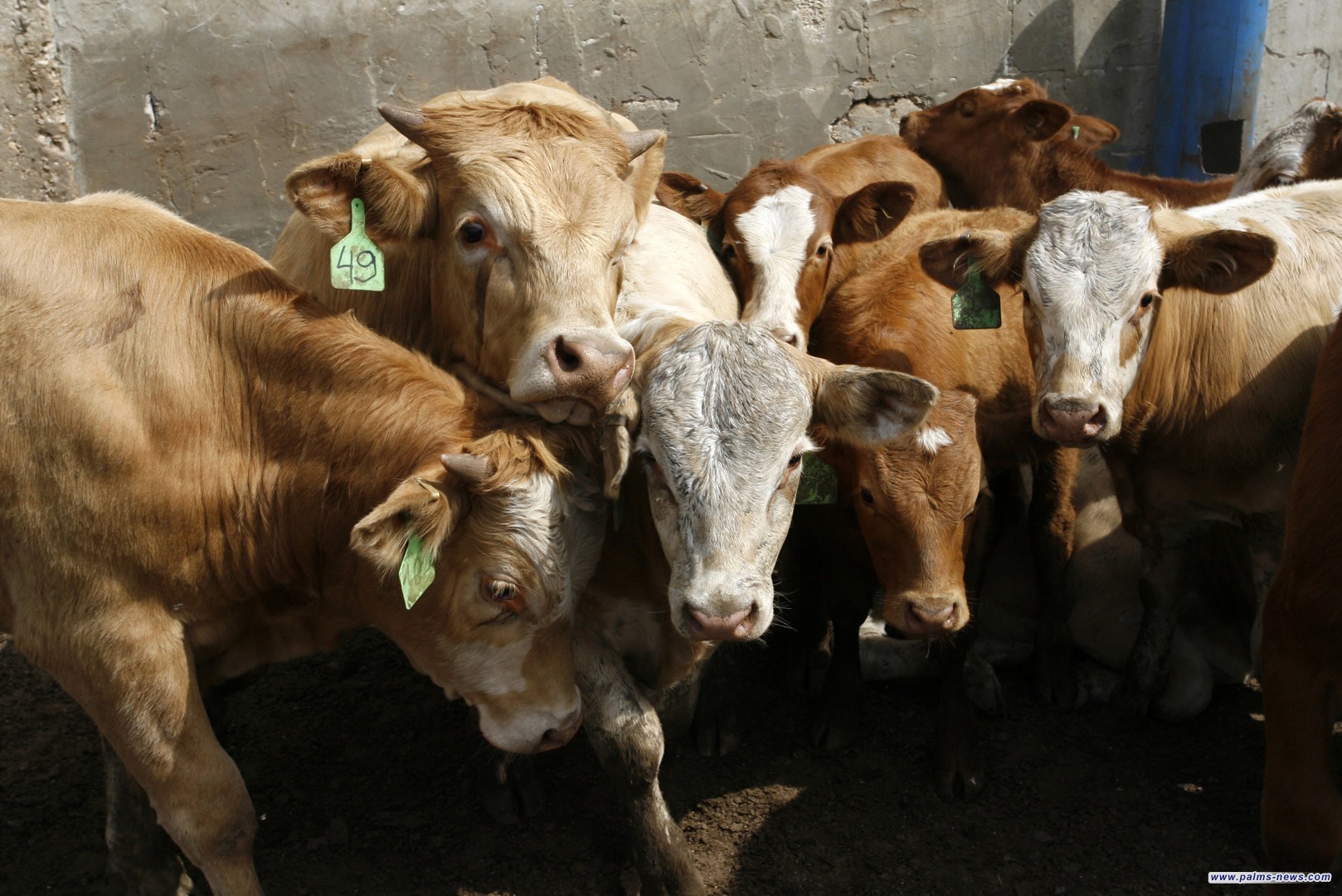 الأردن .. السلطات تغلق اسواق المواشي بسبب انتشار "الحمى القلاعية"