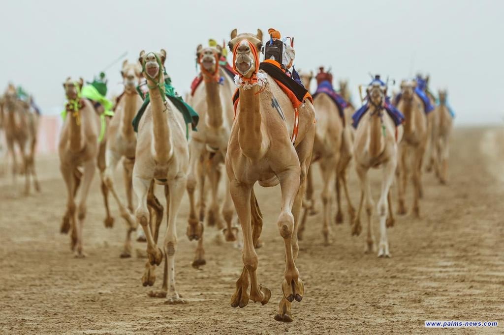 "مهرجان ولي العهد للهجن" يدخل موسوعة جينيس للمرة الرابعة