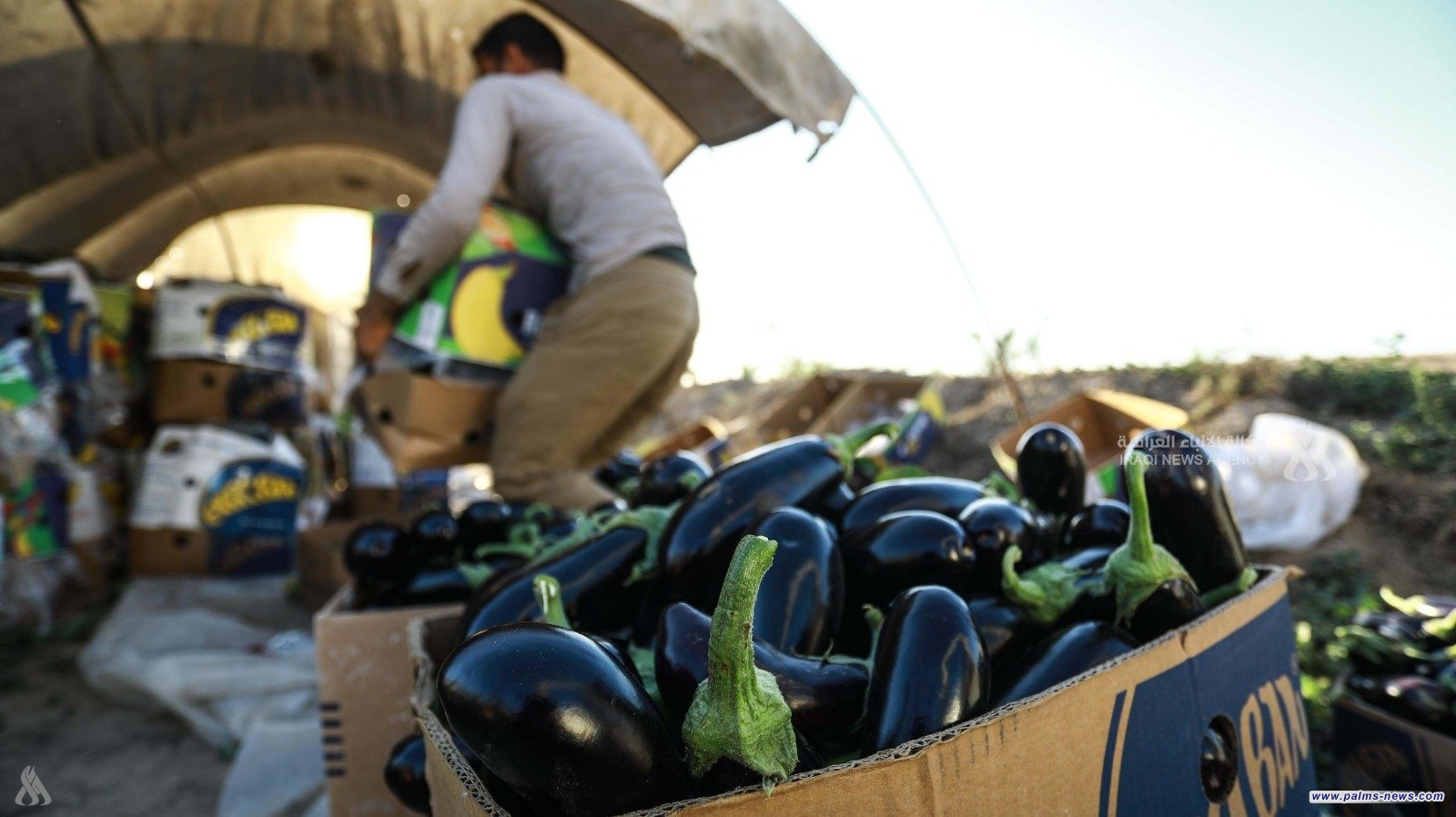 الزراعة: إجراءات لتنظيم الاستيراد وحماية المنتج المحلي