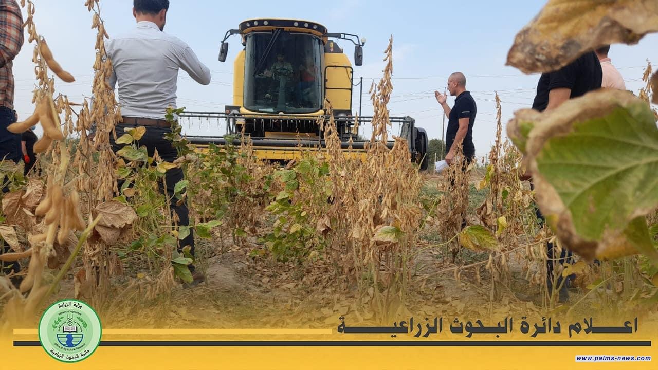 بدء مرحلة الحصاد لمحصول فول الصويا بتقنيات حديثة في العراق
