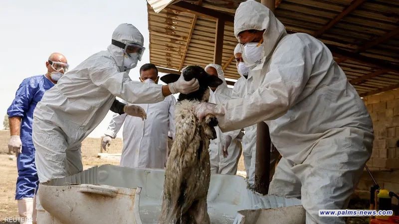 ارتفاع وفيات وإصابات الحمى النزفية بالعراق إلى 139 حالة خلال 2023