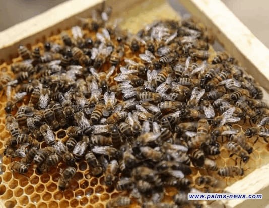 إيران ترسل "ملكات نحل " من سلالات نادرة إلى العراق