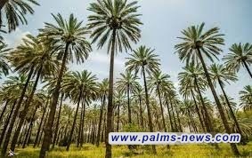 الحشد يطلق مشروع زراعة مليون نخلة نسيجية في بادية السماوة