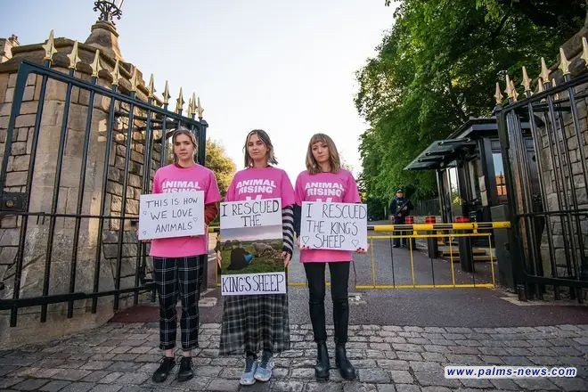 ناشطات يسرقن خرافا من مزرعة ملك بريطانيا