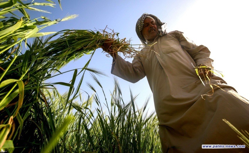 الزراعة تطلق مستحقات الفلاحين بعد عيد الاضحى