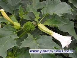 الداخلية تنفي قيام القوات الامنية بإتلاف نبتة الداتورا المخدرة شمالي بغداد