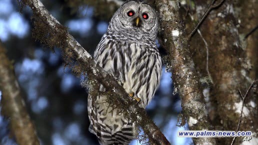 السلطات الأميركية تخططُ لقتل 450 ألف بومة..تعرفْ على السبب