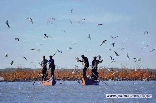 مرصد العراق الأخضر يكشف عن أربع مناطق للصيد الجائر للطيور المهاجرة