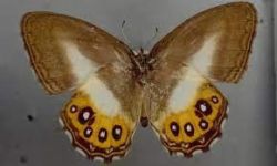 "ساورونا" .. اكتشاف جنس جديد من الفراشات