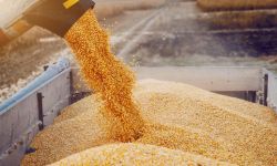 تجارة الإقليم تعلن وصول مستحقات المزارعين من بغداد