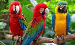 ببغاوات تدمن الشتائم: متنزّه بريطاني يقود مهمة غير تقليدية