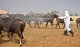 مع تصاعد الإصابات.. الزراعة تُشدد إجراءاتها ضد "الحمى النزفية" قبيل العيد