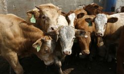 الأردن .. السلطات تغلق اسواق المواشي بسبب انتشار "الحمى القلاعية"