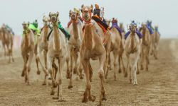 "مهرجان ولي العهد للهجن" يدخل موسوعة جينيس للمرة الرابعة