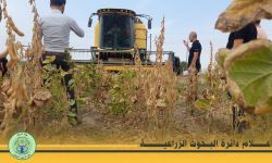 بدء مرحلة الحصاد لمحصول فول الصويا بتقنيات حديثة في العراق