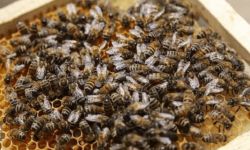 إيران ترسل "ملكات نحل " من سلالات نادرة إلى العراق
