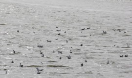 عودة الحياة الى بحر النجف ورصد أنواع من الطيور المستوطنة والمهاجرة