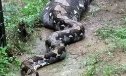 العثور على امرأة في بطن ثعبان