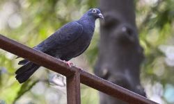 إطلاق سراح "حمامة " تجسس صينية مشتبه بها