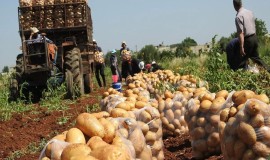 بينها العراق.. سوريا تتطلع لدول المنطقة وتنسيق حقيقي لتعزيز الأمن الغذائي