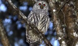 السلطات الأميركية تخططُ لقتل 450 ألف بومة..تعرفْ على السبب