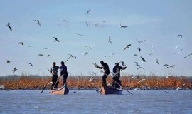 مرصد العراق الأخضر يكشف عن أربع مناطق للصيد الجائر للطيور المهاجرة